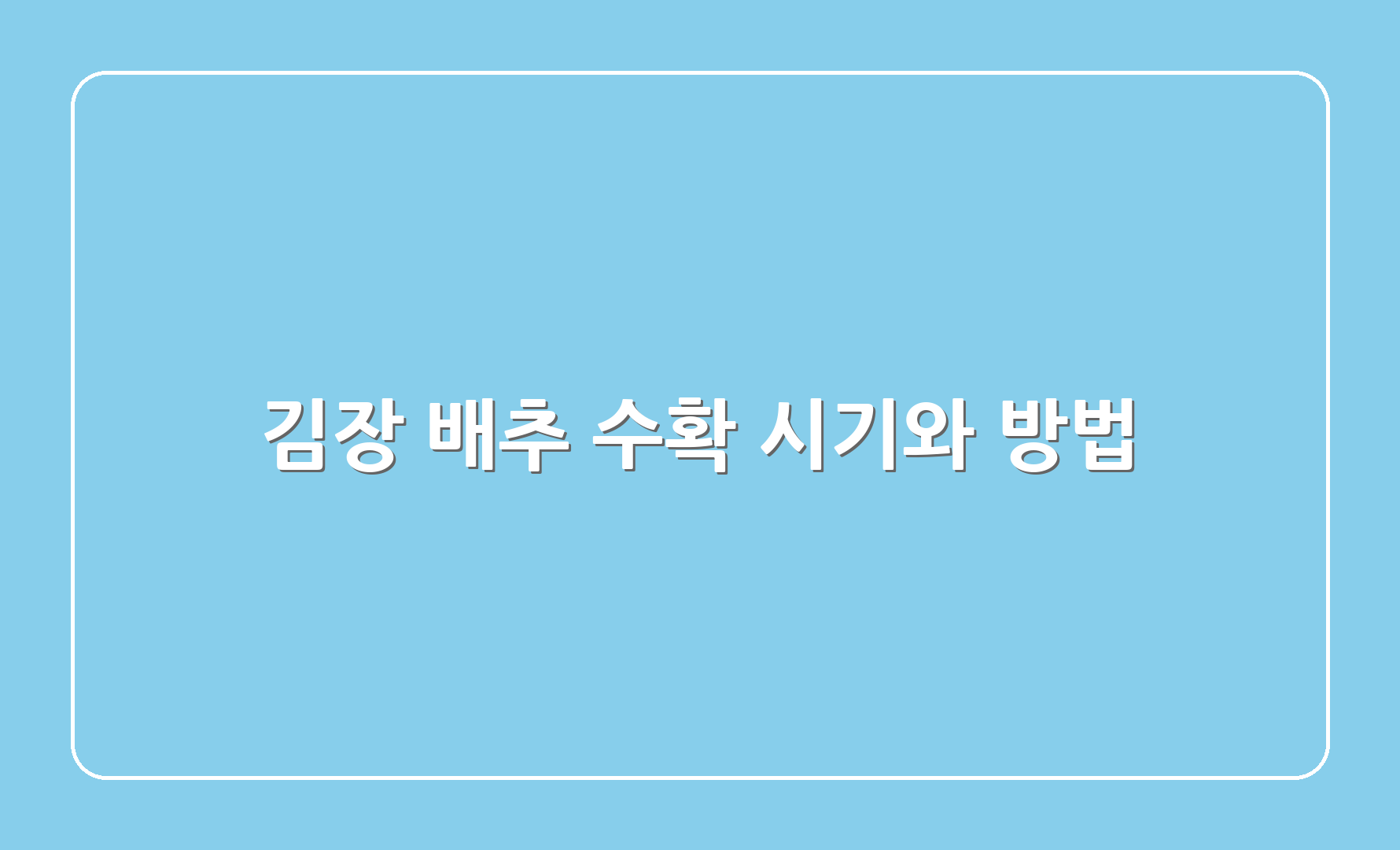 김장 배추 수확 시기와 방법