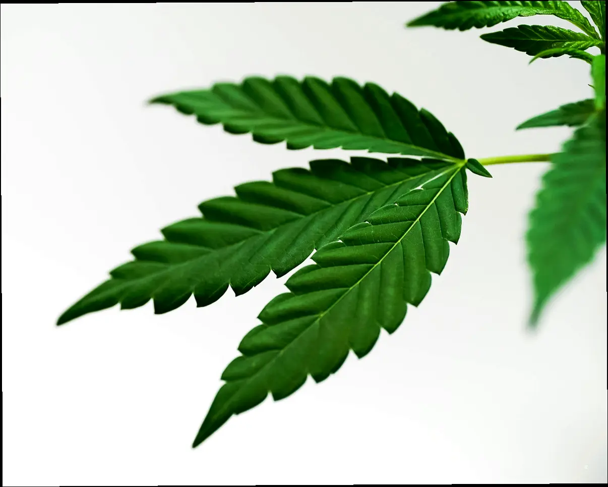 CBD, 어떻게 먹어야 하는 거니?